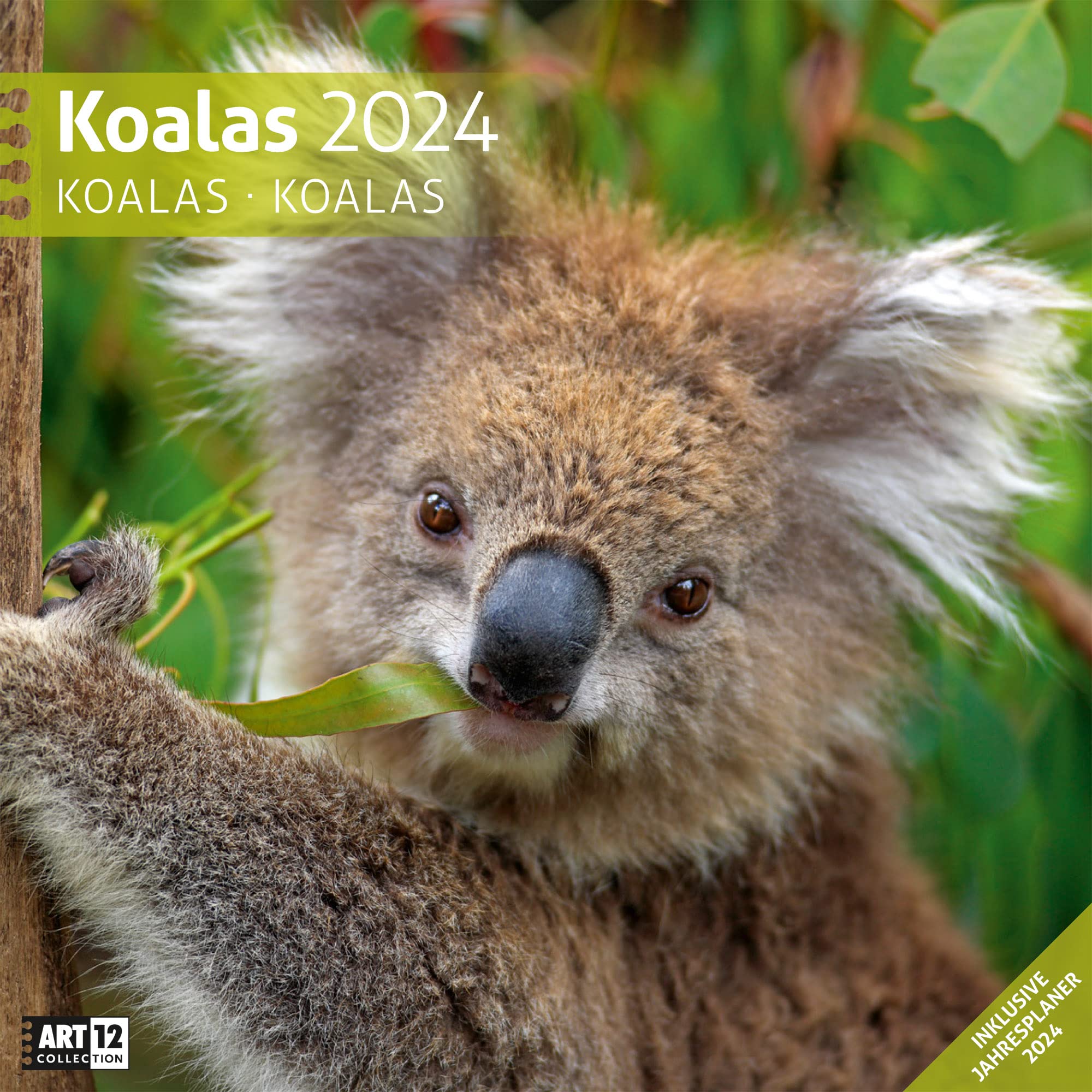 Koalas 2024 - 30x30