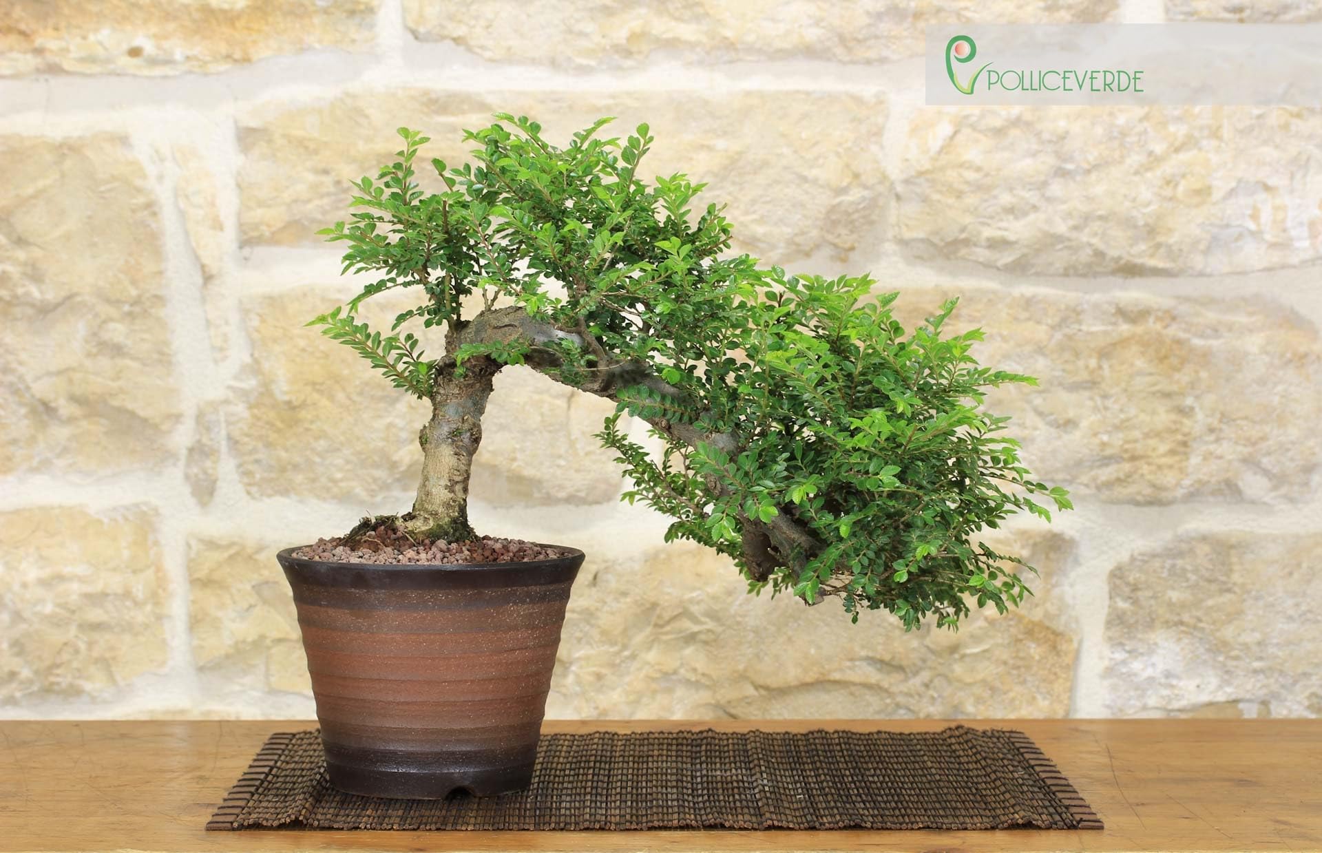 Bonsai di Olmo Parvifolia "Seiju" (90)