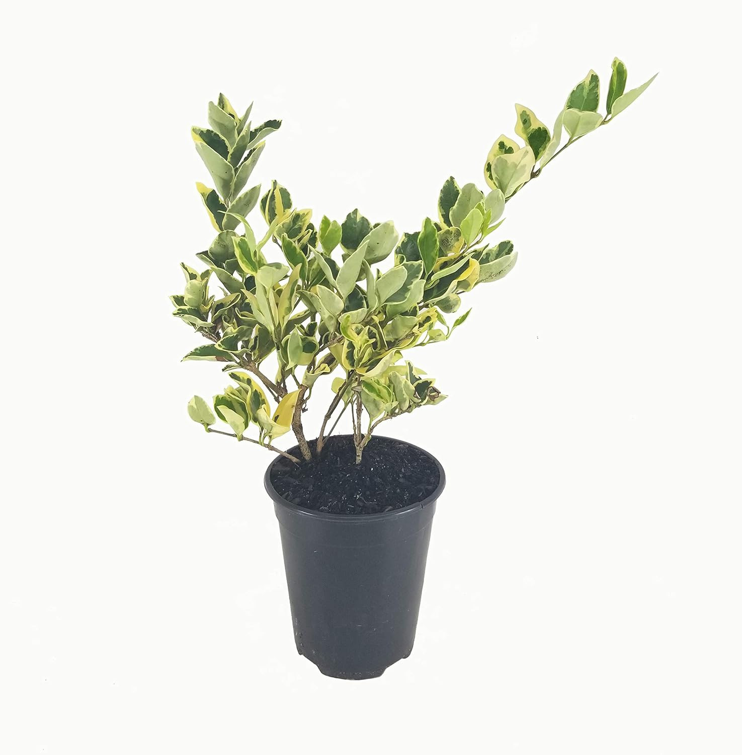 Ligustrum Japonicum Jack Frost Privet - 3 Live Quart Size Plants - Variegated Evergreen Formal Hedge