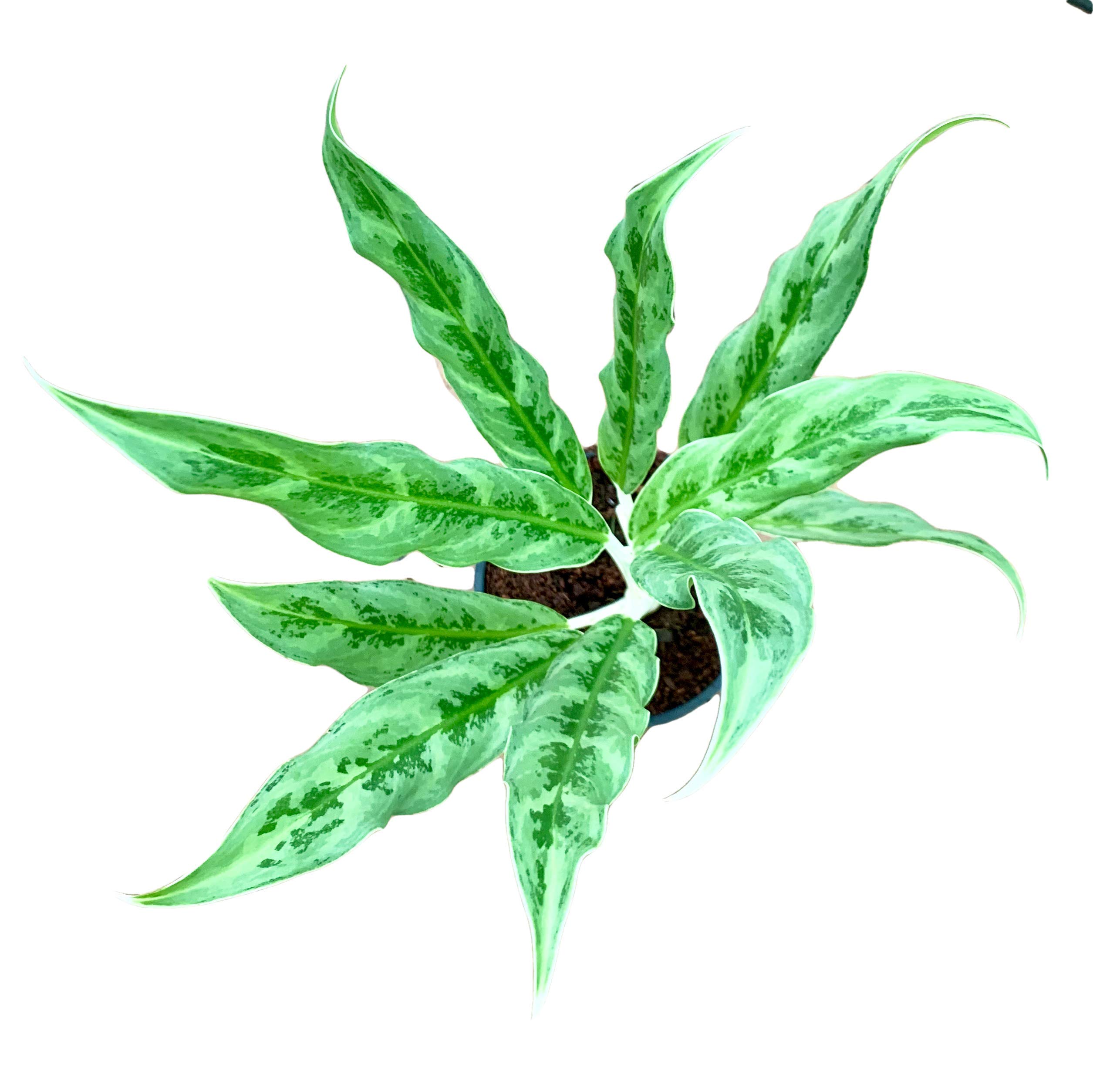 The Four Seasons Aglaonema Juliette | Slim Swril Leaves | Rare Natural Live Plant in Pot (B08CY6MYFN) Amazon Price History, Amazon Price Tracker