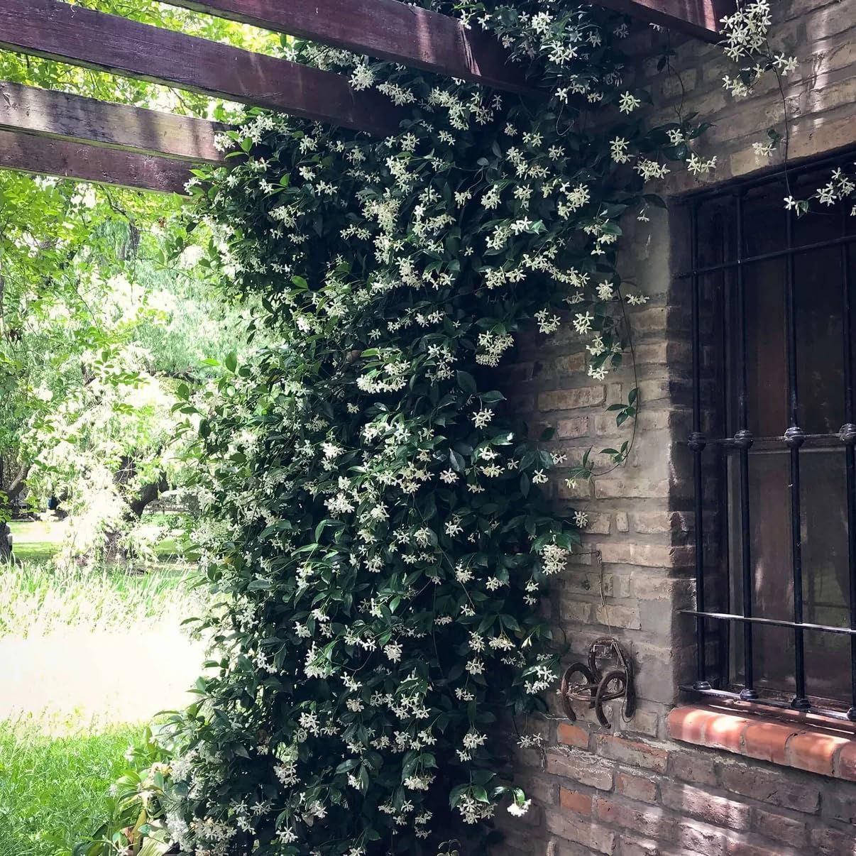 Star Jasmine/Confederate Jasmine - Trachelospermum Jasminoides. Live. Fragrant Flowers. (2 Plants in Cup)