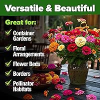 Vista 557 de HOME GROWN Semillas de diente de león para plantar 600 semillas de hierbas medicinales tradicionales (~ 0.01 oz) sin OMG cultivan hojas y flores