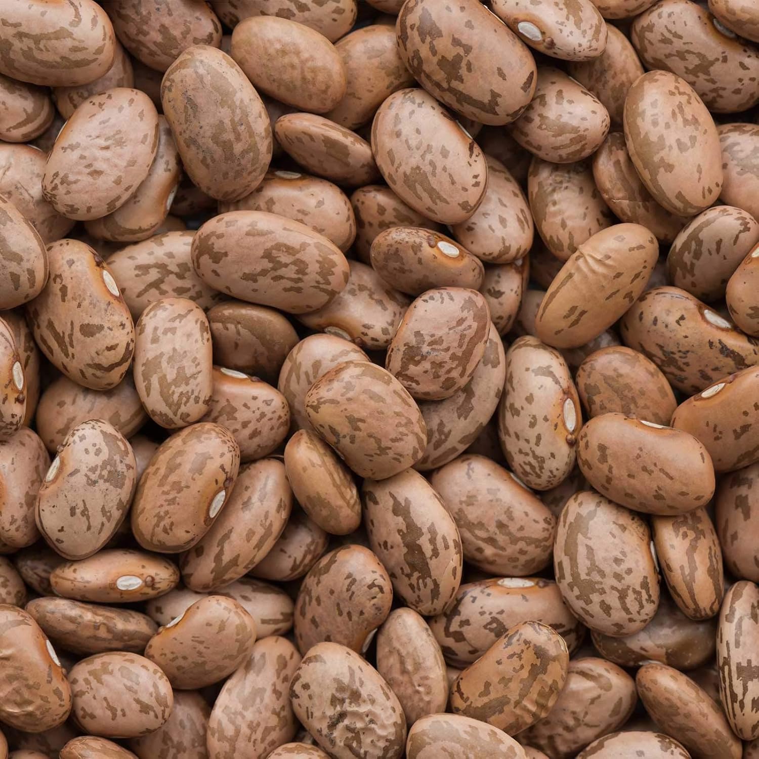 Pinto Bean Seeds – 5 Lb – Shell Pinto or Shelling Pinto – Non-GMO, Heirloom – Perfect for Vegetable Gardens – High Germination Rate, Farm, Home & Gardening, Best Seed Supplier