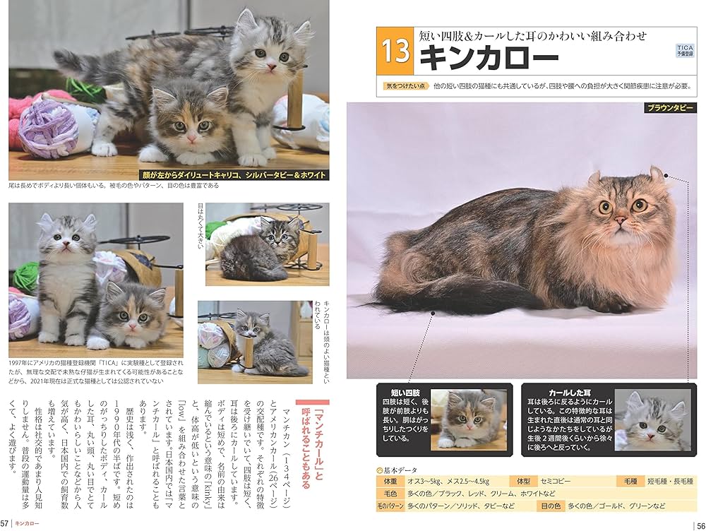 【新品同様】猫の品種別疾患ガイド 71GB-fzJGOL._AC_UF350,