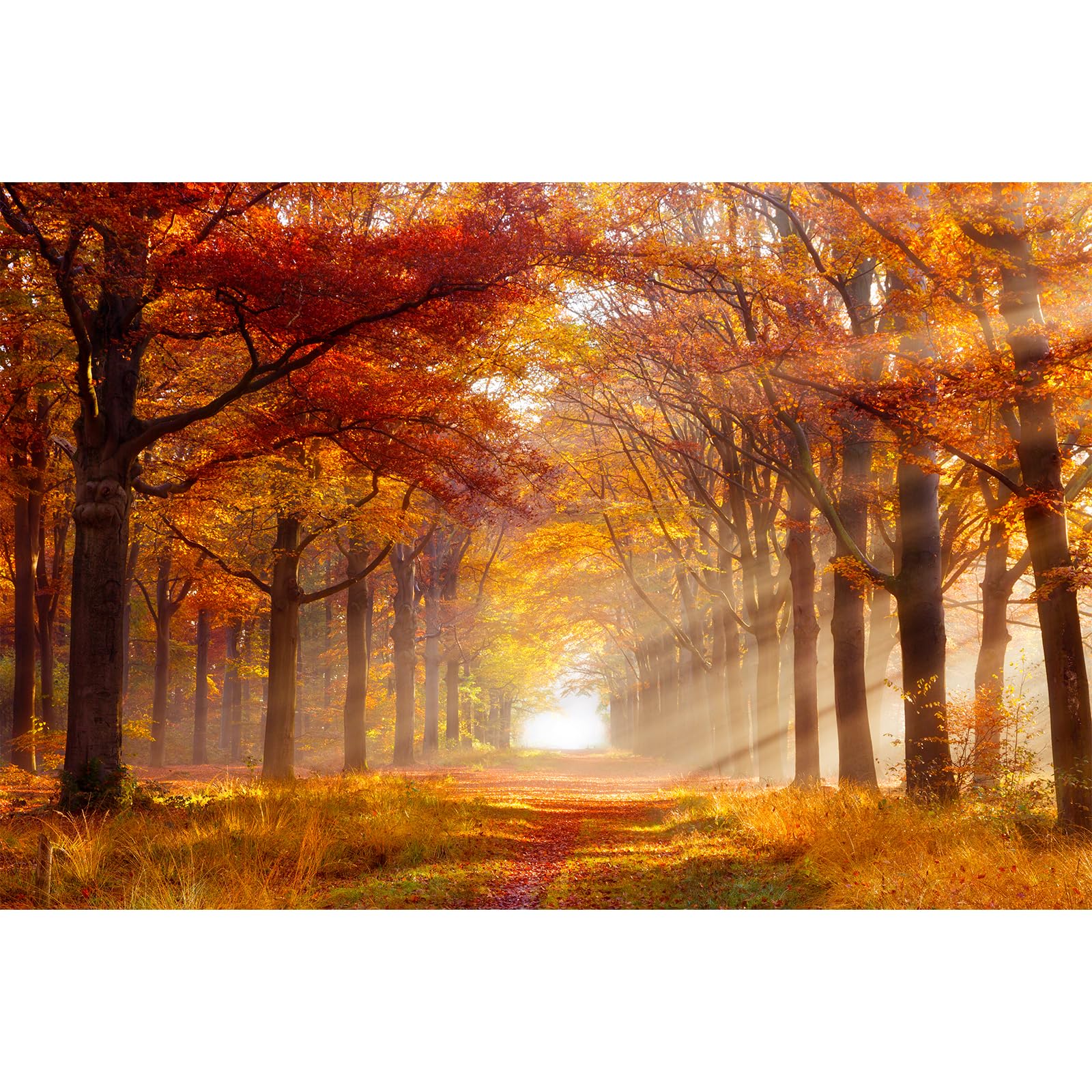 MISITU Puzzles 1000 Pieces for Adults Classic Autumn Forest Landscape Educational Game Travel Puzzle Home Decoration Gift
