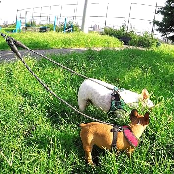 Taglory Double Dog Leash and 4FT Rope Dog Leash with Comfortable Padded Handle for Two Dogs