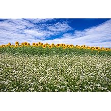 Sunflowers and Buckwheat Seeds for Planting - Pollinator Wildflower Mix for Bees, Butterflies, Hummingbirds 2 oz Starter Kit