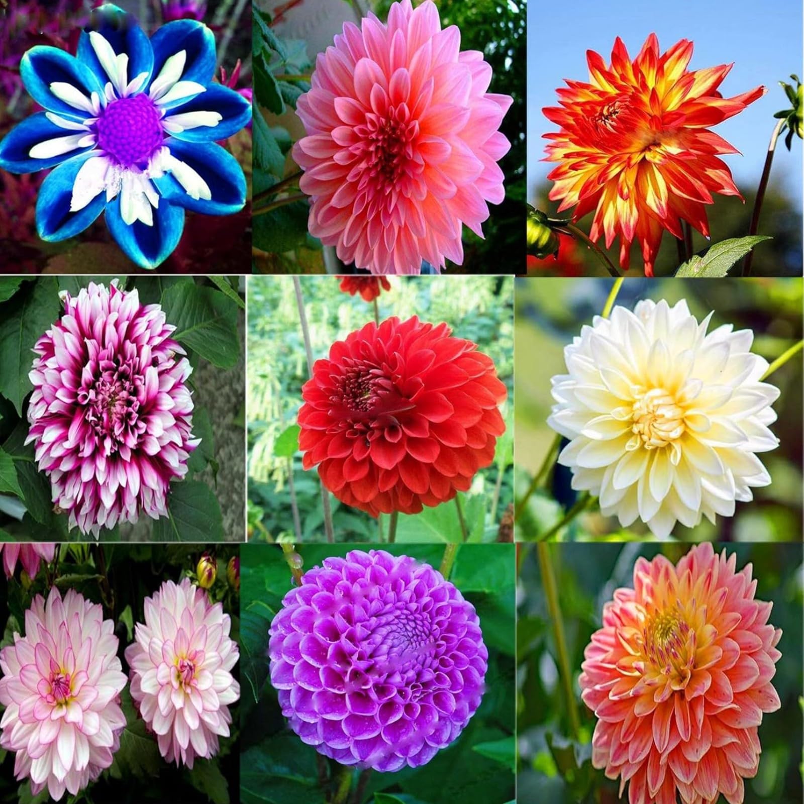 Dahlia Bulbs Mix for Planting Now UK,Hardy Perennial,Wedding Flowers,Strong Plants That Grow Well,Dahlia tubers Bulk,Beauty of Garden,Gift Ready-10bulbs-C