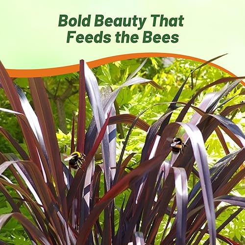 Miniatura 6 de Outsidepride Phormium Purpureum - Plantas de follaje de lino de Nueva Zelanda - 200 semillas