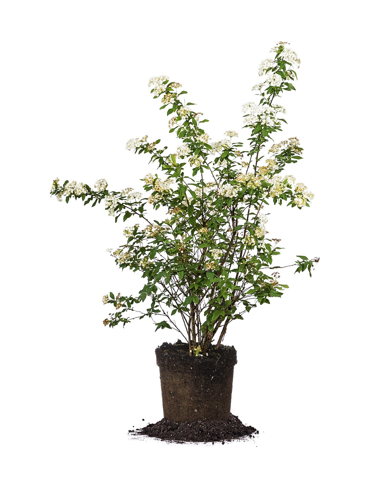 Perfect Plants Bridal Wreath Spirea