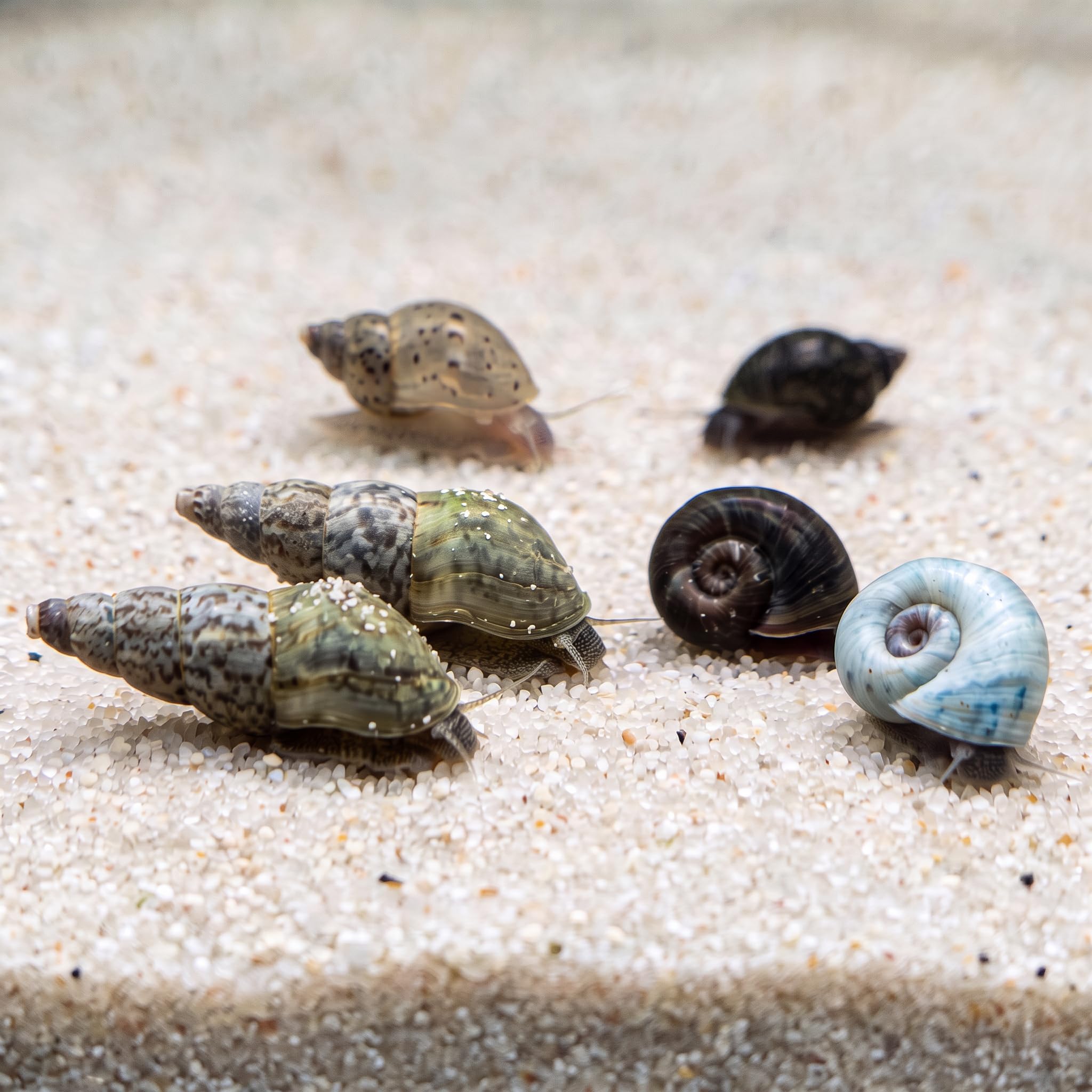 Assorted Mixed Malaysian Trumpet Snails, Ramshorn Snails and Bladder Snails.
