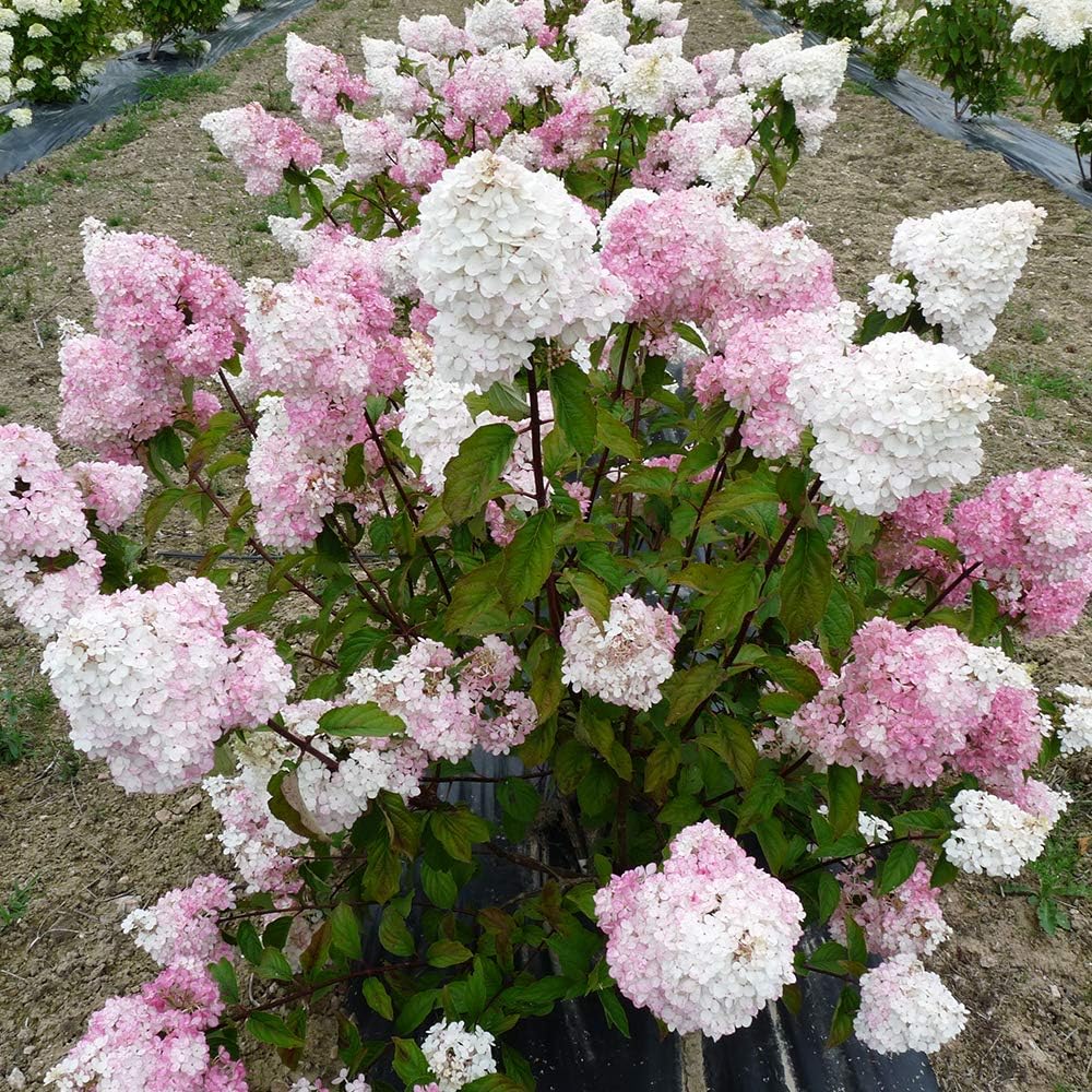 アグラオネマピクタムKashyyyk子株【LA0816-1ss】 ビカクシダ 値段