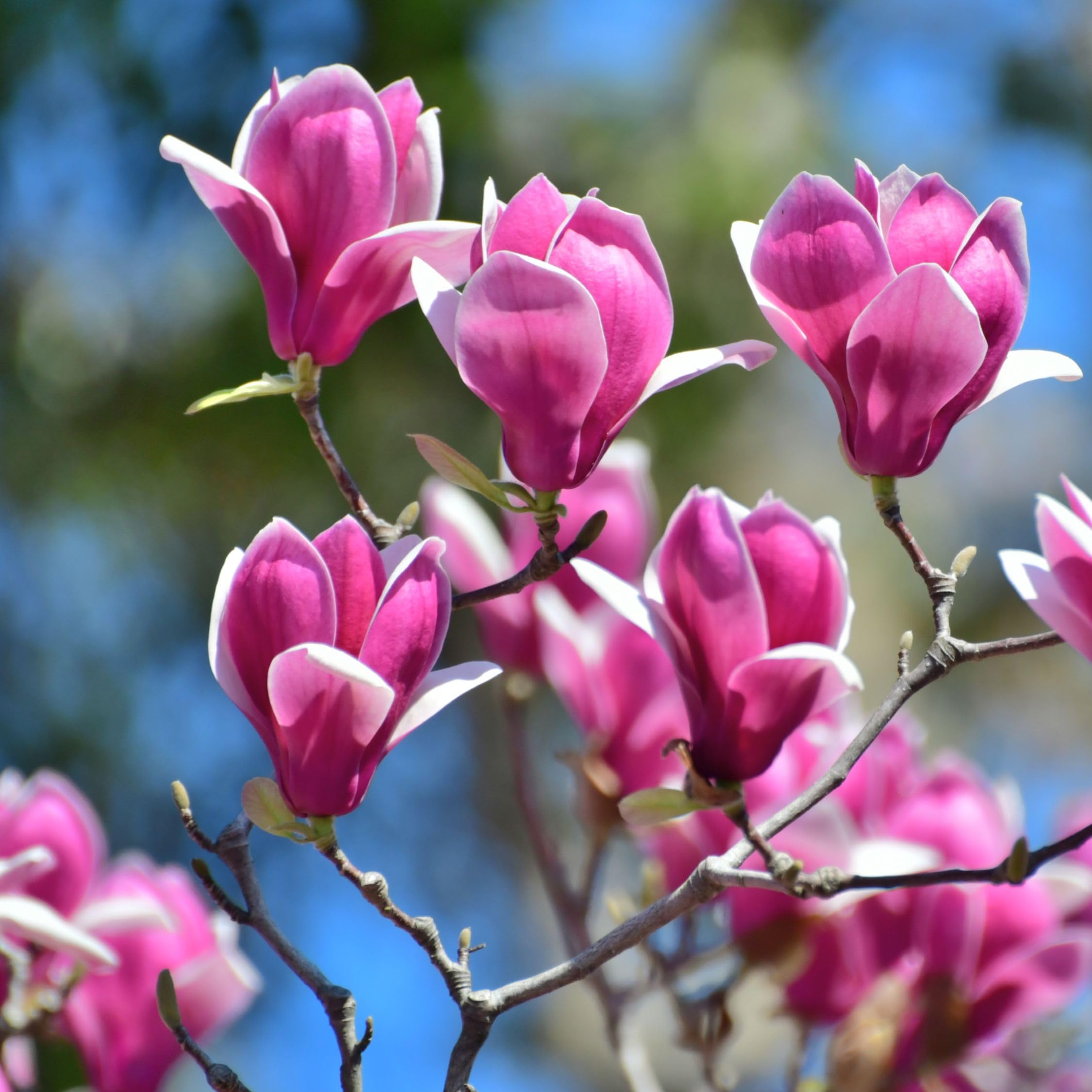 Plant in a Box - Magnolia - Mix di 3 - Magnolia Susan, Soulangeana, Stellata - Vaso 9cm - Altezza 25-40cm