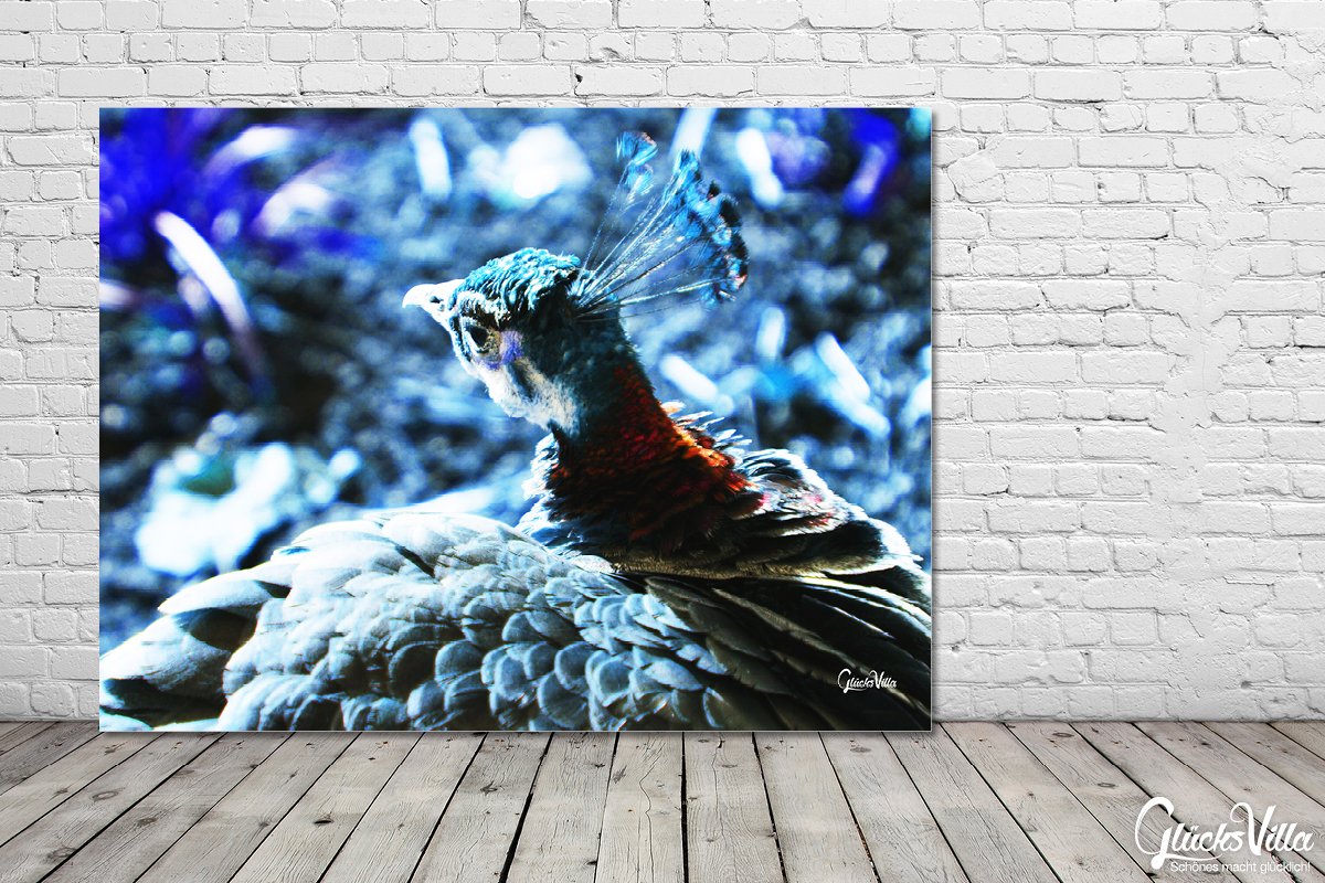Glücksvilla - Der schöne Pfau 1 (Acrylglas-Bild 5 mm, 80 x 60 cm) | div. Maße - aus DE - Kunstdruck XXL Deko Wandbild quer - Vogel Natur Tier Gefieder grün blau