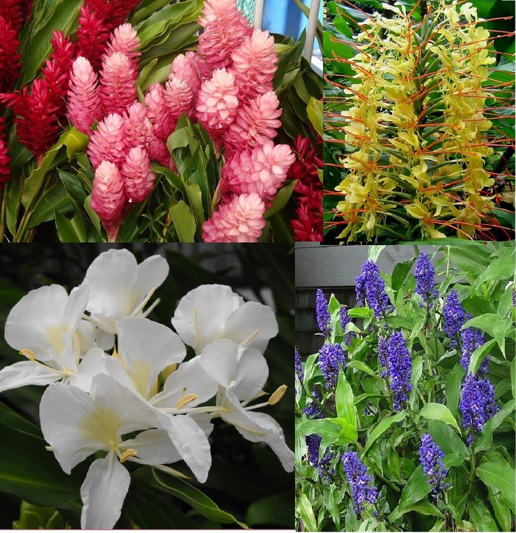 4 HAWAIIAN PLUMERIA PLANT CUTTINGS & 5 GINGER ROOTS