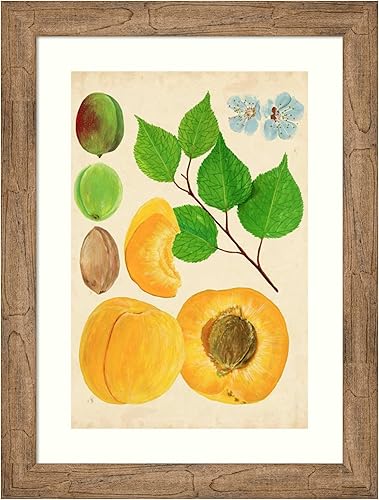 Amanti Art Framed Wall Art Print 28x21 Apricot Study II by Melissa Wang, Cuisine Wall Art, Vintage Decor, Medium Poster Painting Artwork for Living