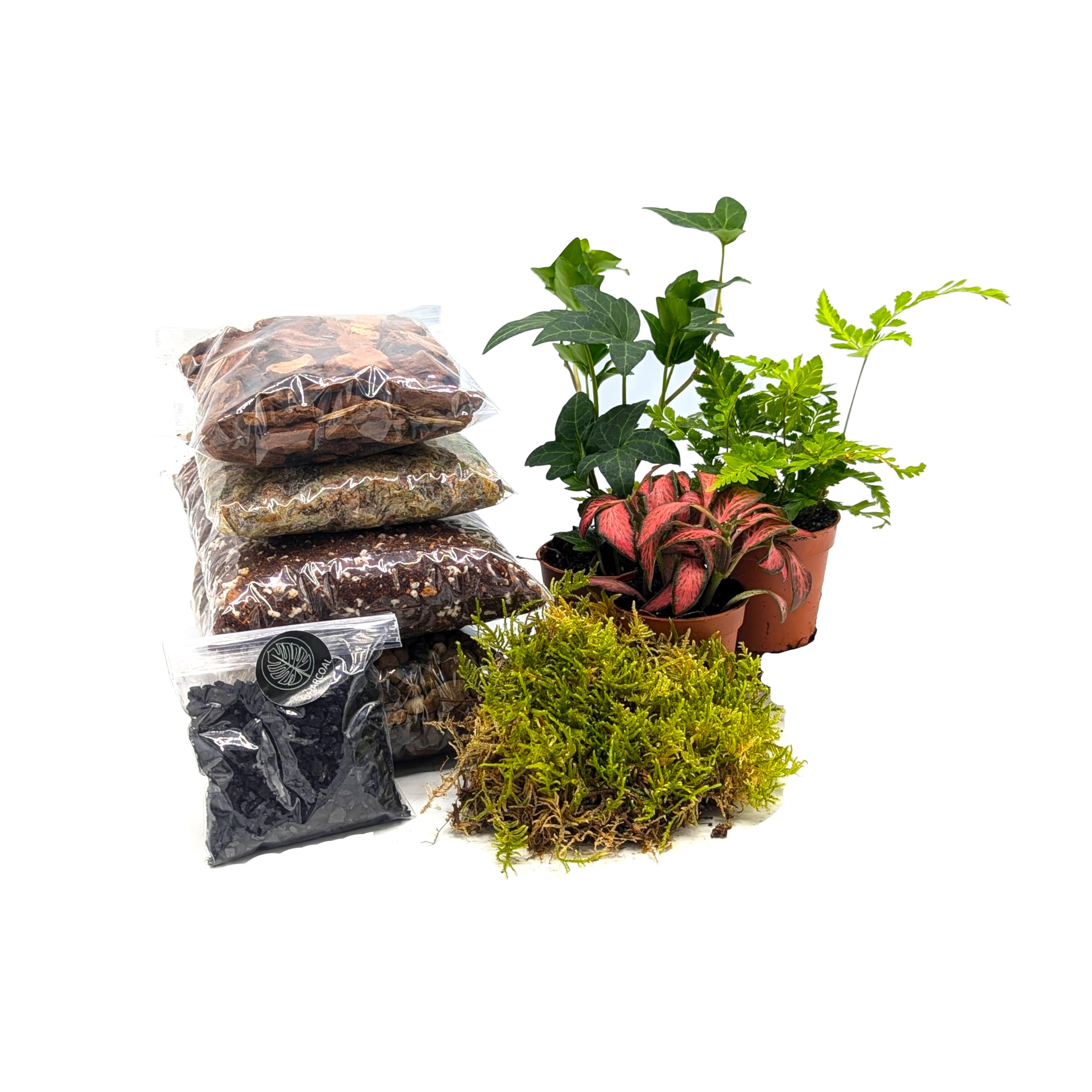 DIY Medium Closed Terrarium Starter Kit • With 3 Humidity Loving Plants Included (White)