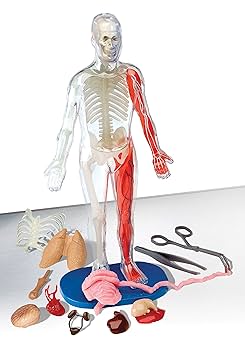 Squishy Human Body: Amazon.co.uk: SmartLab Toys