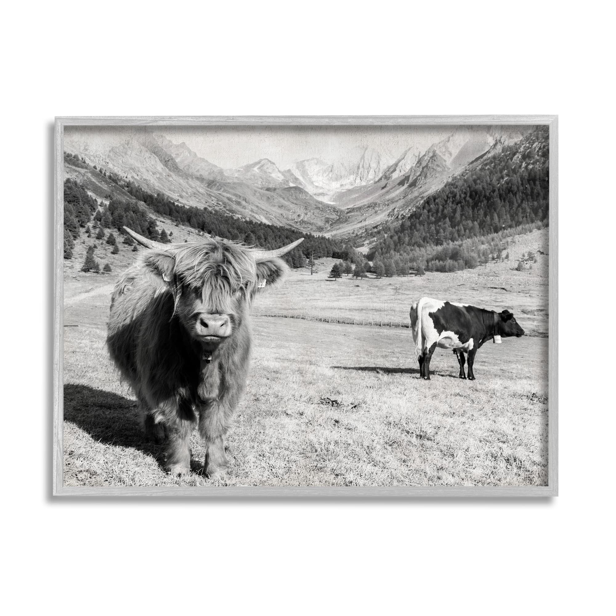 Stupell Industries Curious Ox Clueless Cow Sublime Farm Plains, Design by Danita Delimont