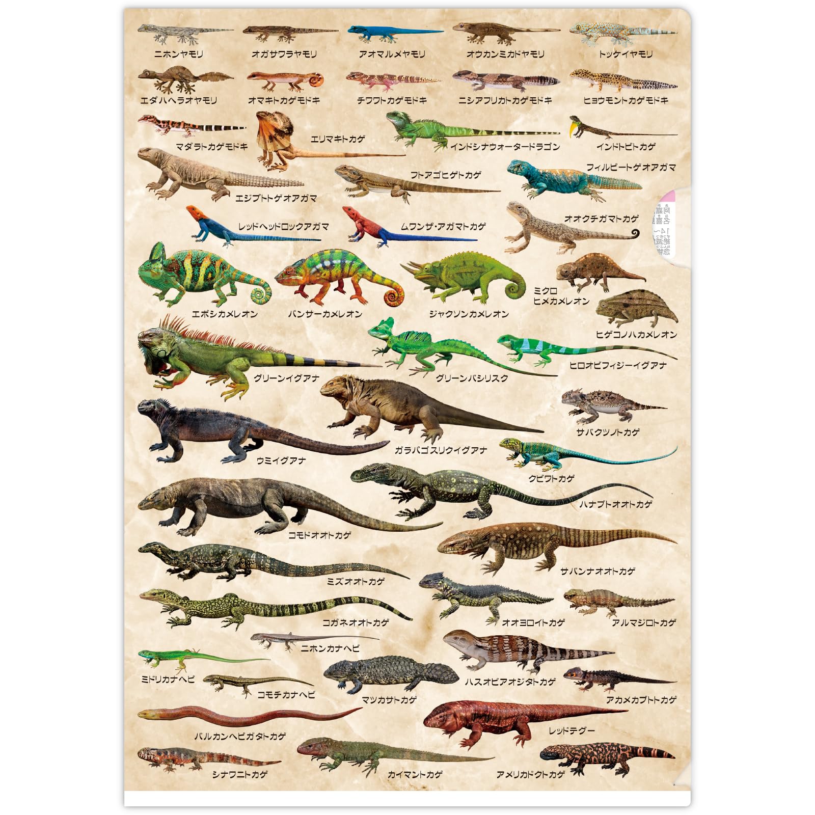 Amazon.co.jp: ザ・アクセス クリアファイル トカゲ 大全 水族館 A4