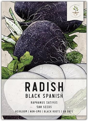 Miniatura 1 de Seed Needs, Semillas de rábano negro español, 500 semillas tradicionales para plantar Raphanus sativus, cultivo de clima fresco, sin OMG y sin