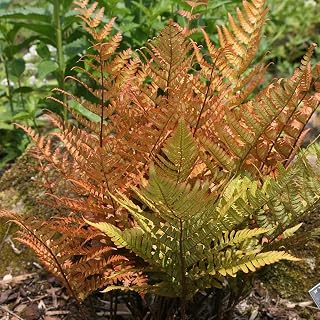 Dryopteris erythrosora-Japanese Shield Fern in 9 cm Pot