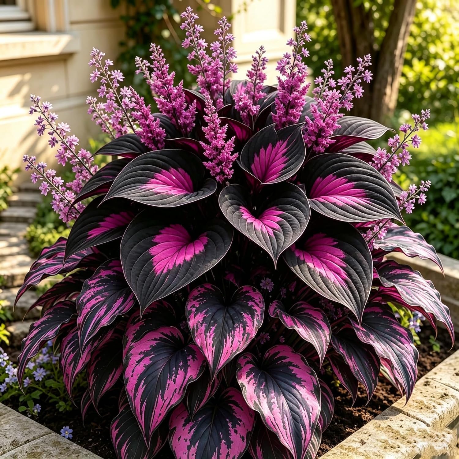 Rare Hosta Bulbs for Planting, Hardy Perennial, Excellent Display, Mix Greening Flower, Natural Organic, Wedding, Balcony Garden-8 Bulbs-G