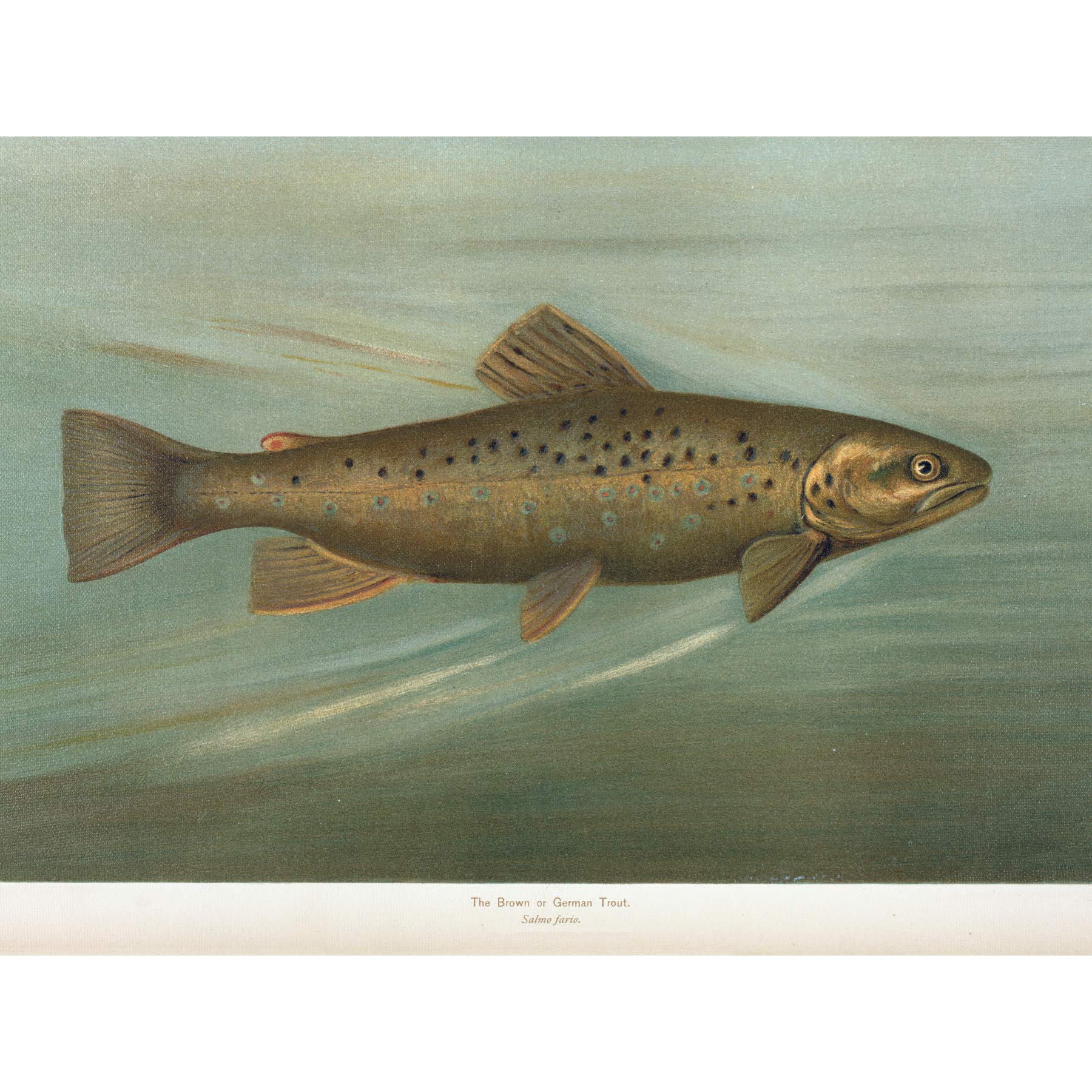 Artery8 Petrie North American Fishes Brown Trout Illustration Large XL Wall Art Canvas Print
