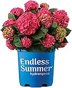 1 Gallon Endless Summer Hydrangea Summer Crush Shrub