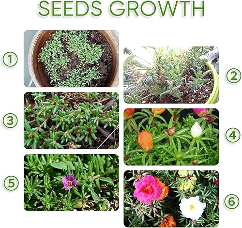 15000 semillas de musgo de rosas sin OMG Portulaca Grandiflora para plantar en jardín