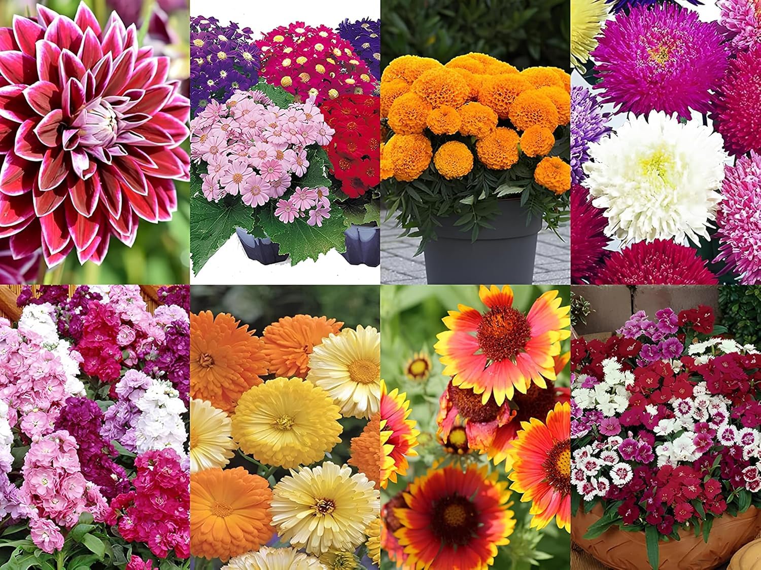 NooElec Seeds India 2200+ Seeds- All Seasons 50 Variety of Hybrid Flower Seeds Combo Pack- All Year Seeds Bank 2