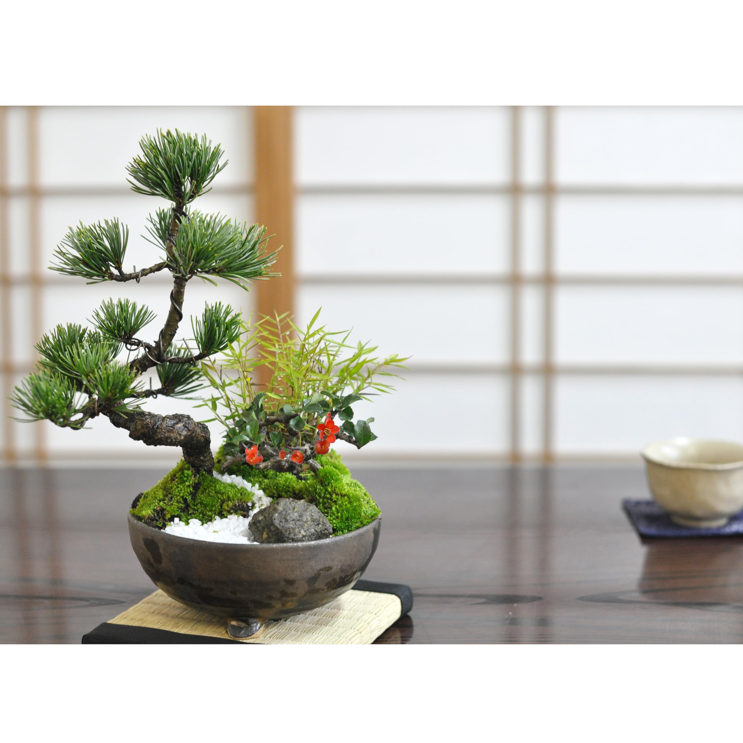 Amazon | 盆栽妙 モダン松竹梅 5号 正月 飾り 開店祝い ギフト bonsai 