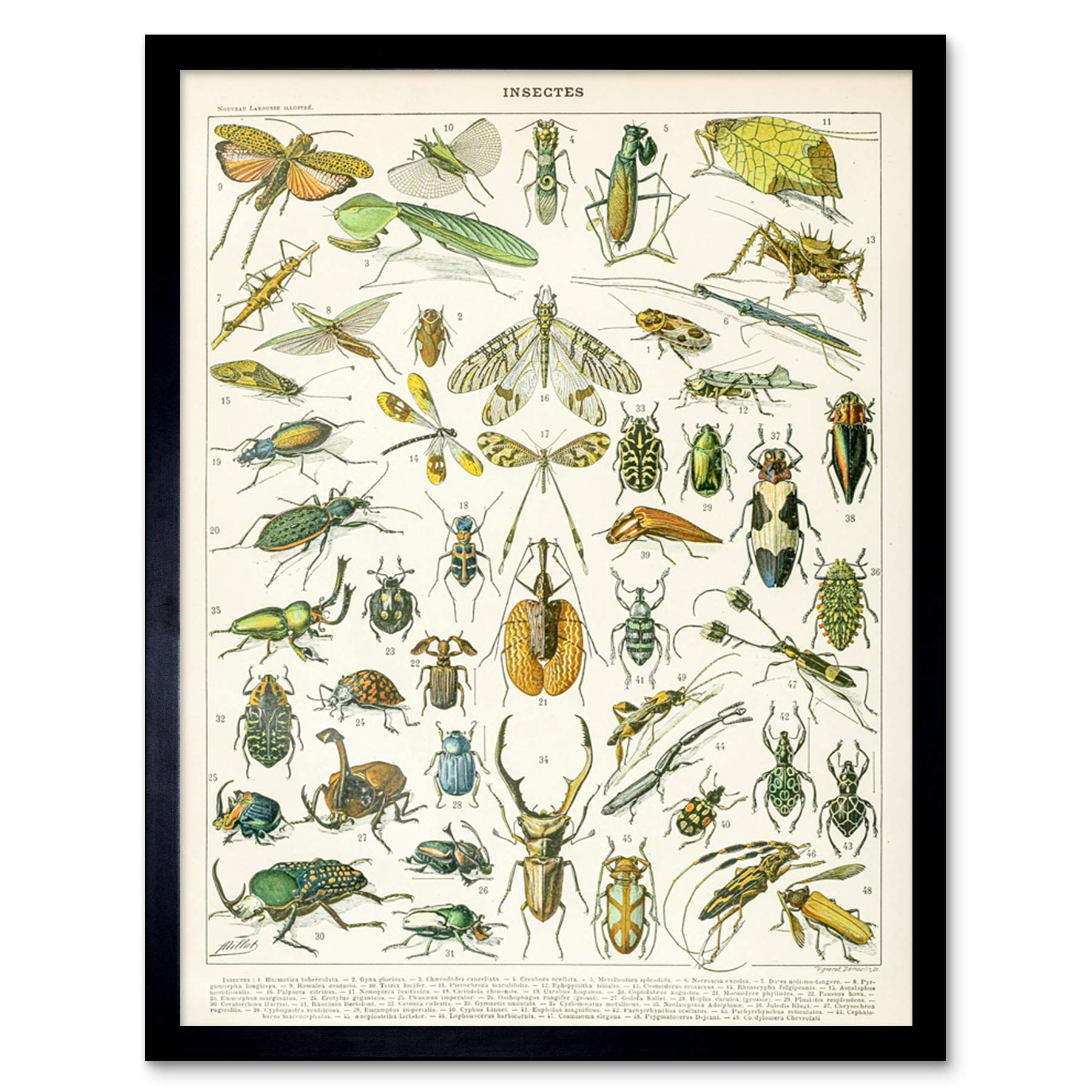 Artery8 Millot Encyclopedia Insects Beetles Framed Wall Art Print 12x16"