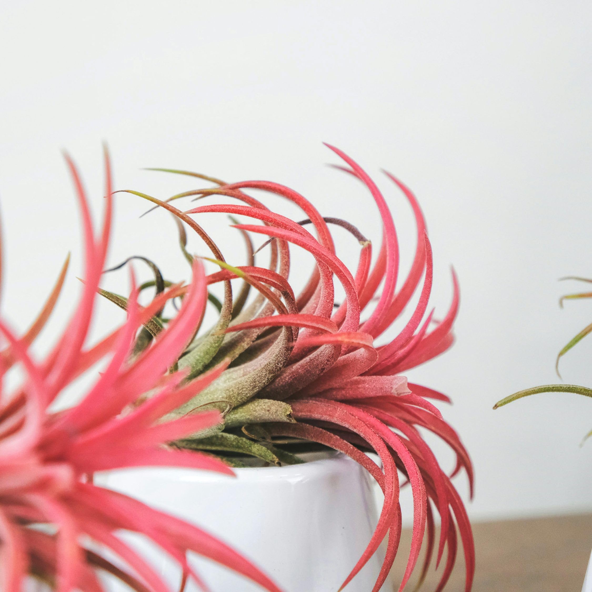 Plant in a Box - Miscela di piante di Tillandsia - Set di 10 - Piante aeree vere - Piante da appartamento - Altezza 5-15cm