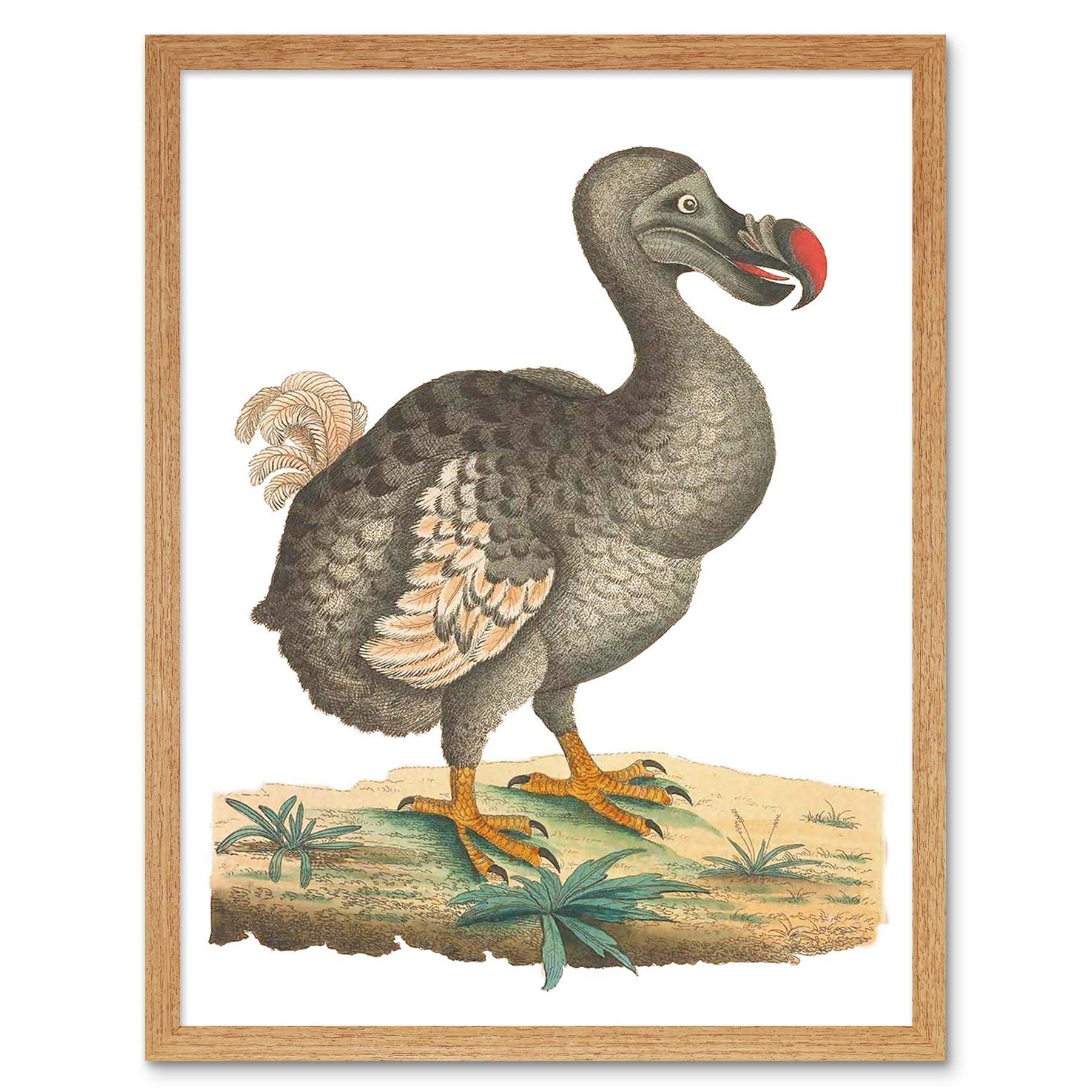 Wee Blue Coo Bird Dodo Vintage Illustration Art Print Framed Poster Wall Decor 12X16 Inch