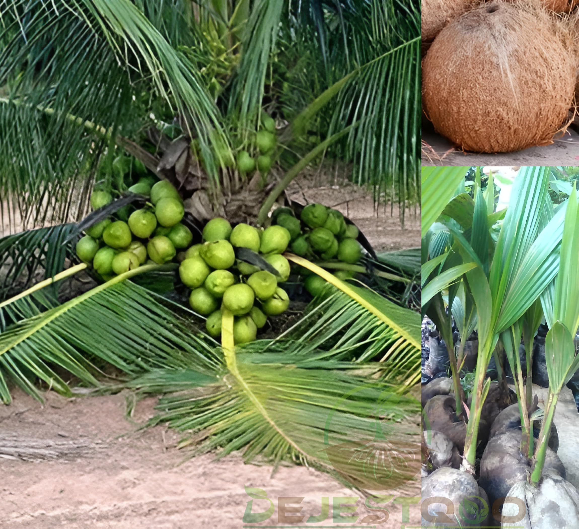 Dejestqoo Vietnam Coconut Tree Plant Fruit After 2 Years Green All Time Coconut Plant Height 2-3 Feet Coconut Plant Hybrid All Seasons Dwarf Coconut Plant Live (B0DBHZ9JT1) Amazon Price History, Amazon Price Tracker