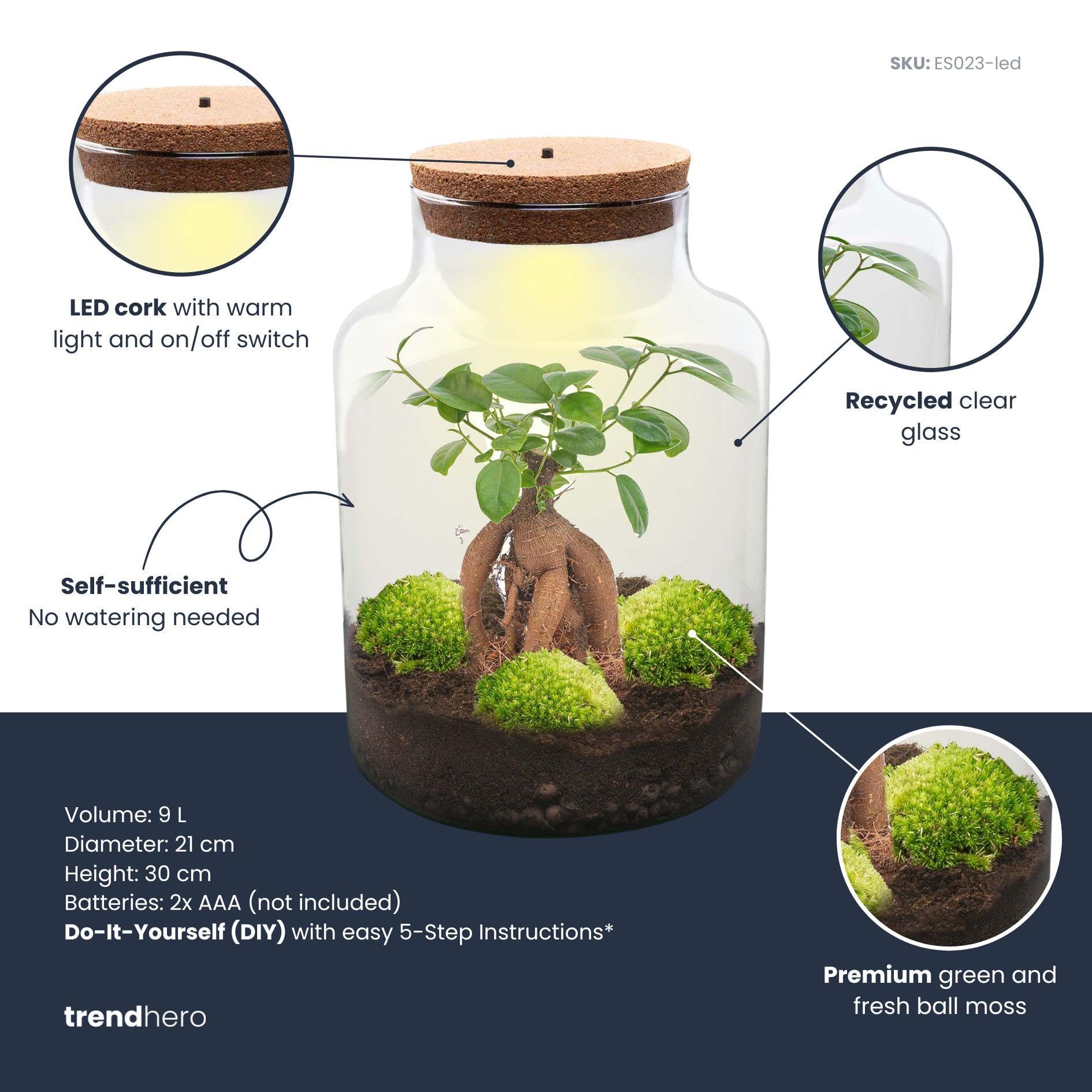 DIY Pflanzen-Terrarium mit Licht aus Glas, für Zuhause, Grün, Ø 21 cm Set