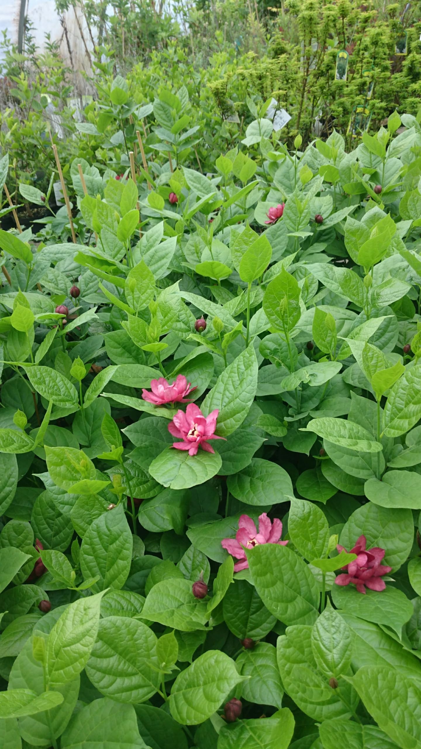 roter großblumiger Gewürzstrauch Sinocalycalycanthus Hartlage Wine 100-120 cm