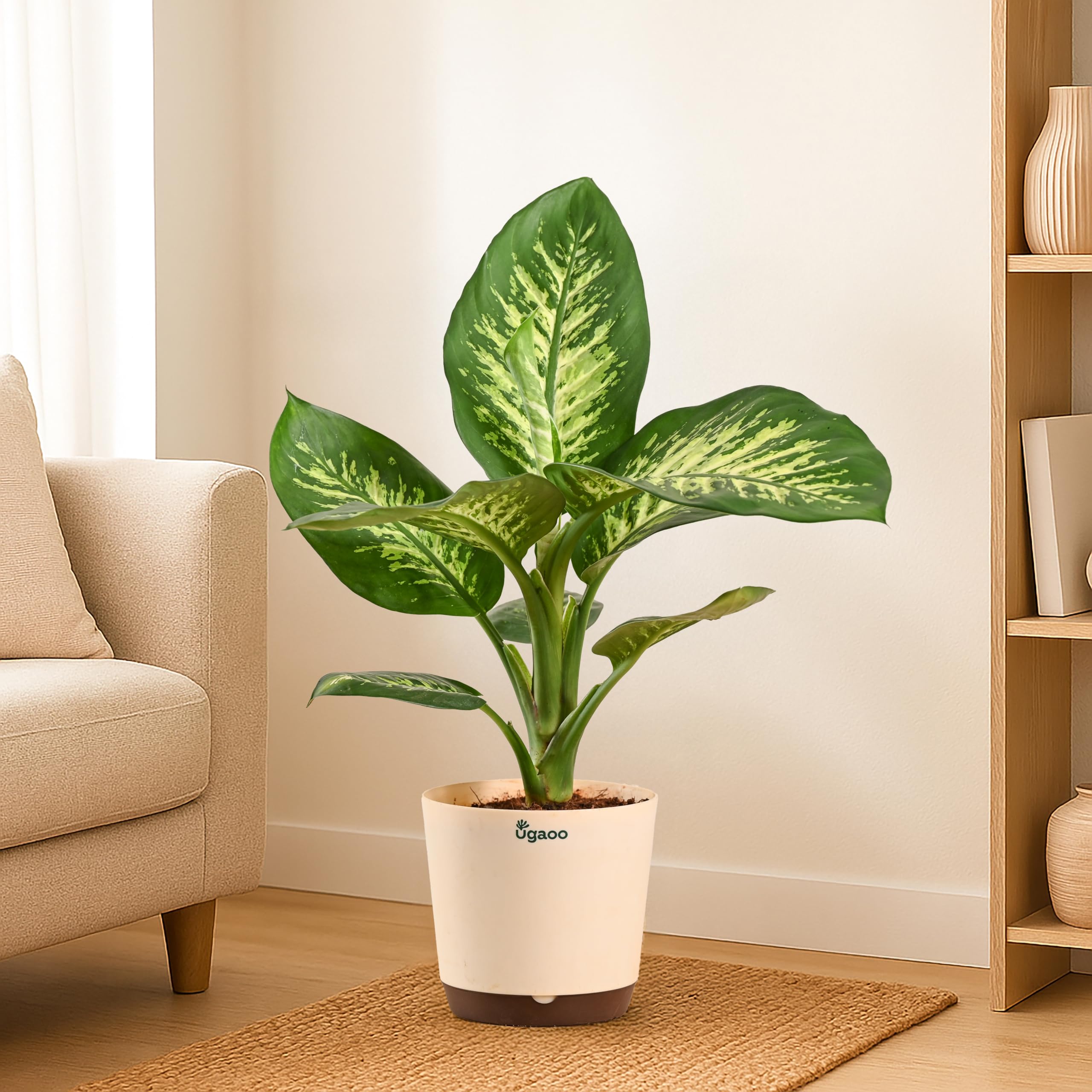 Ugaoo Dieffenbachia Tropic Snow Plant in 7.5 Inch Self Watering Pot-image-28