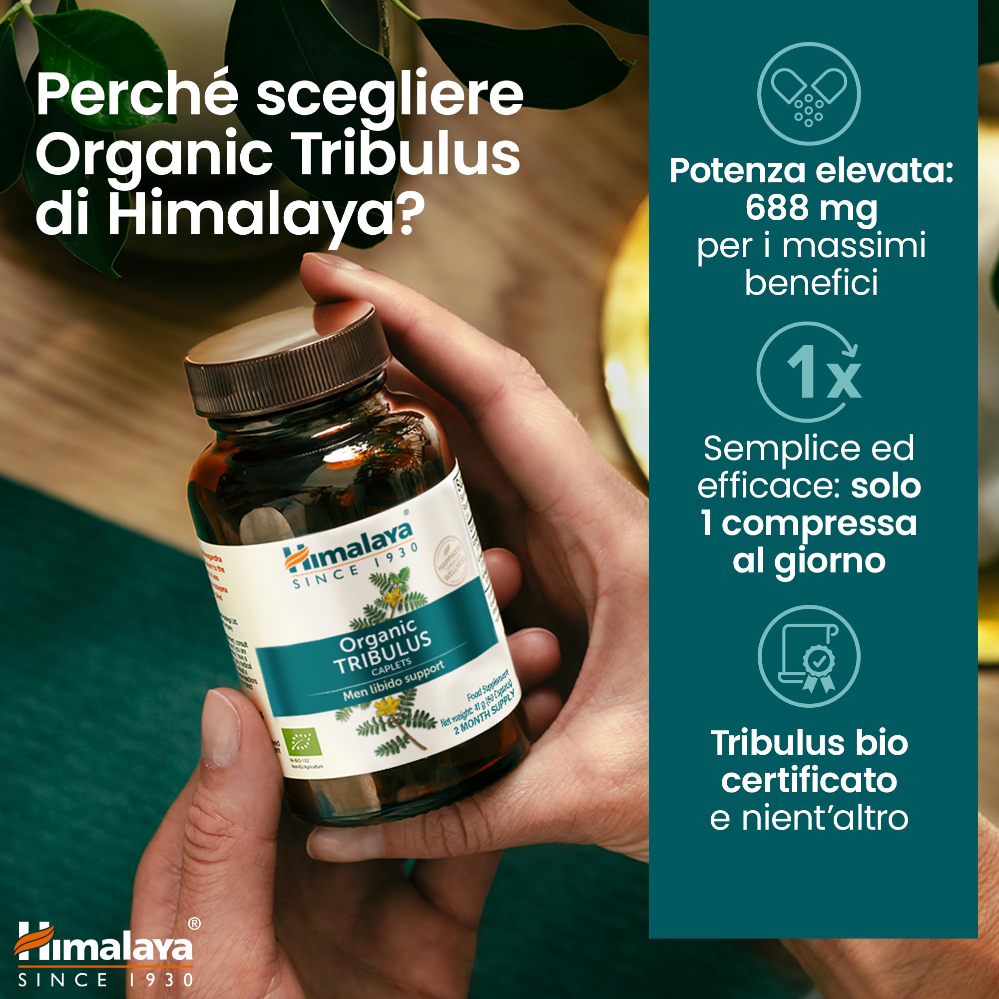 Himalaya Tribulus organico (Gokshura) per la salute maschile, libido, supporto urinario, resistenza, energia, 688 mg, fornitura per 2 mesi, 60 capsule