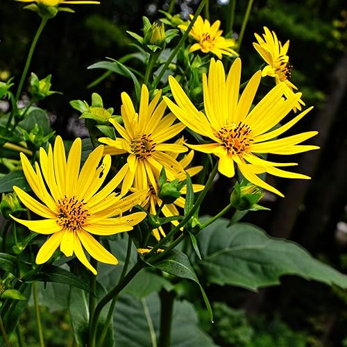 Outsidepride Silphium Cup - Semillas de flores para plantas  200 piezas de plantas perennes, altas de 3 a 7 pies, atraen abejas y mariposas, pleno