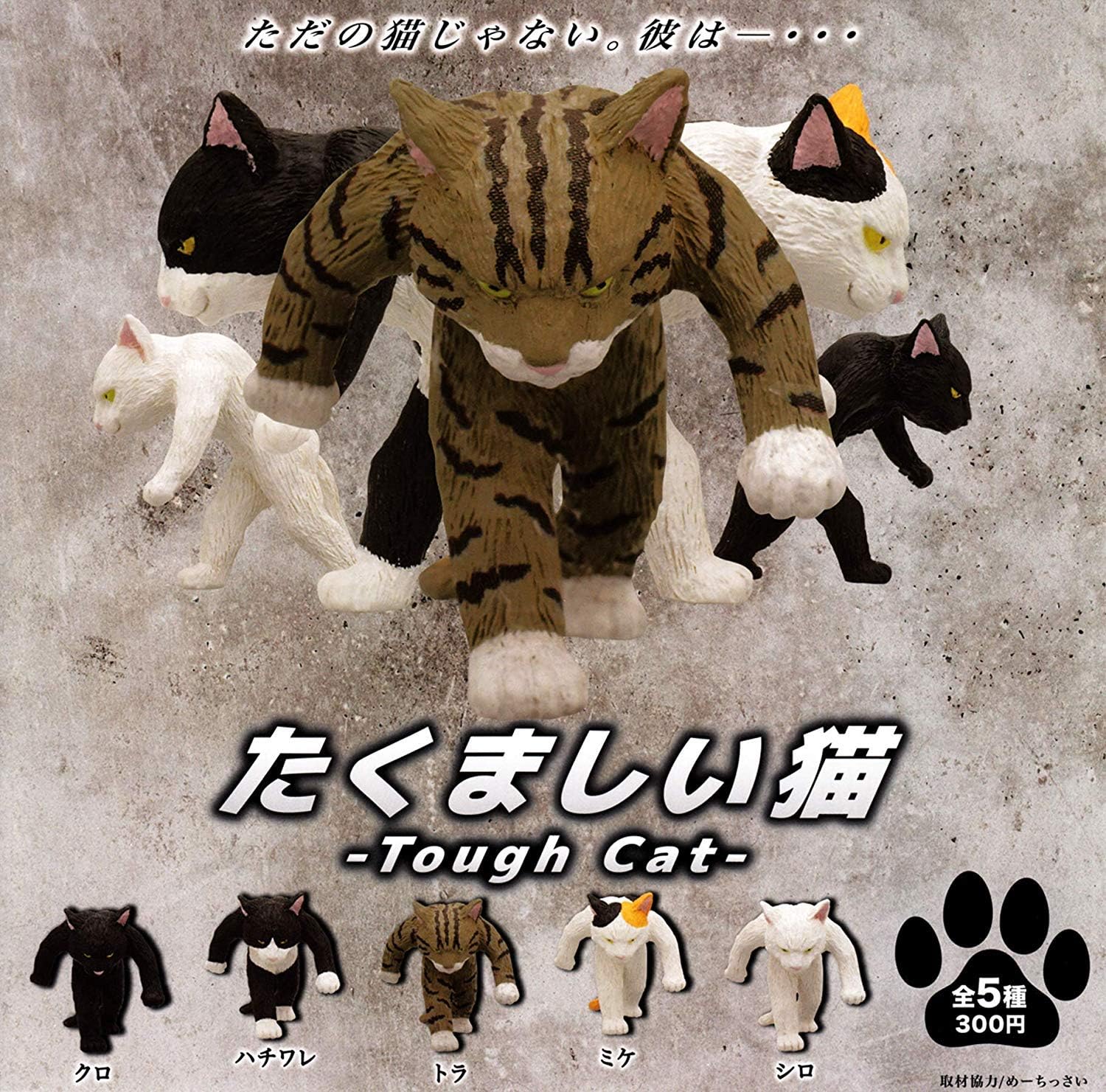 Amazon たくましい猫 全5種セット フルコンプ カプセル玩具 おもちゃ