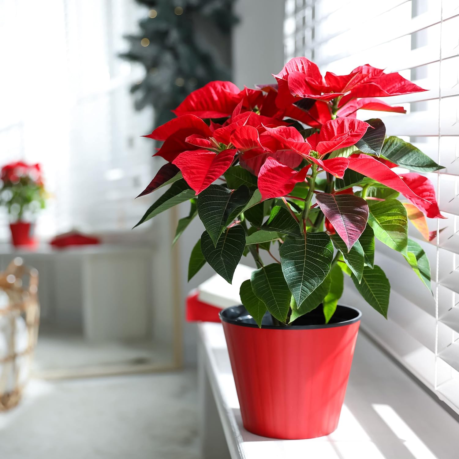 Poinsettia Plant - Indoor Christmas Plant, Real Live Plant, Real