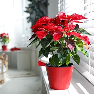 Poinsettia Plant - Indoor Christmas Plant, Real Live Plant, 