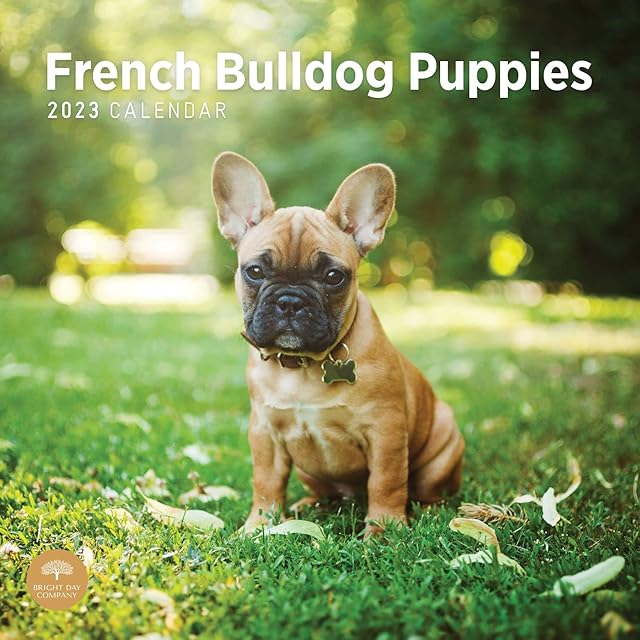 2023 French Bulldog Puppies Monthly Wall Calendar by Bright Day, 12 x 12 Inch, Cute Dog
