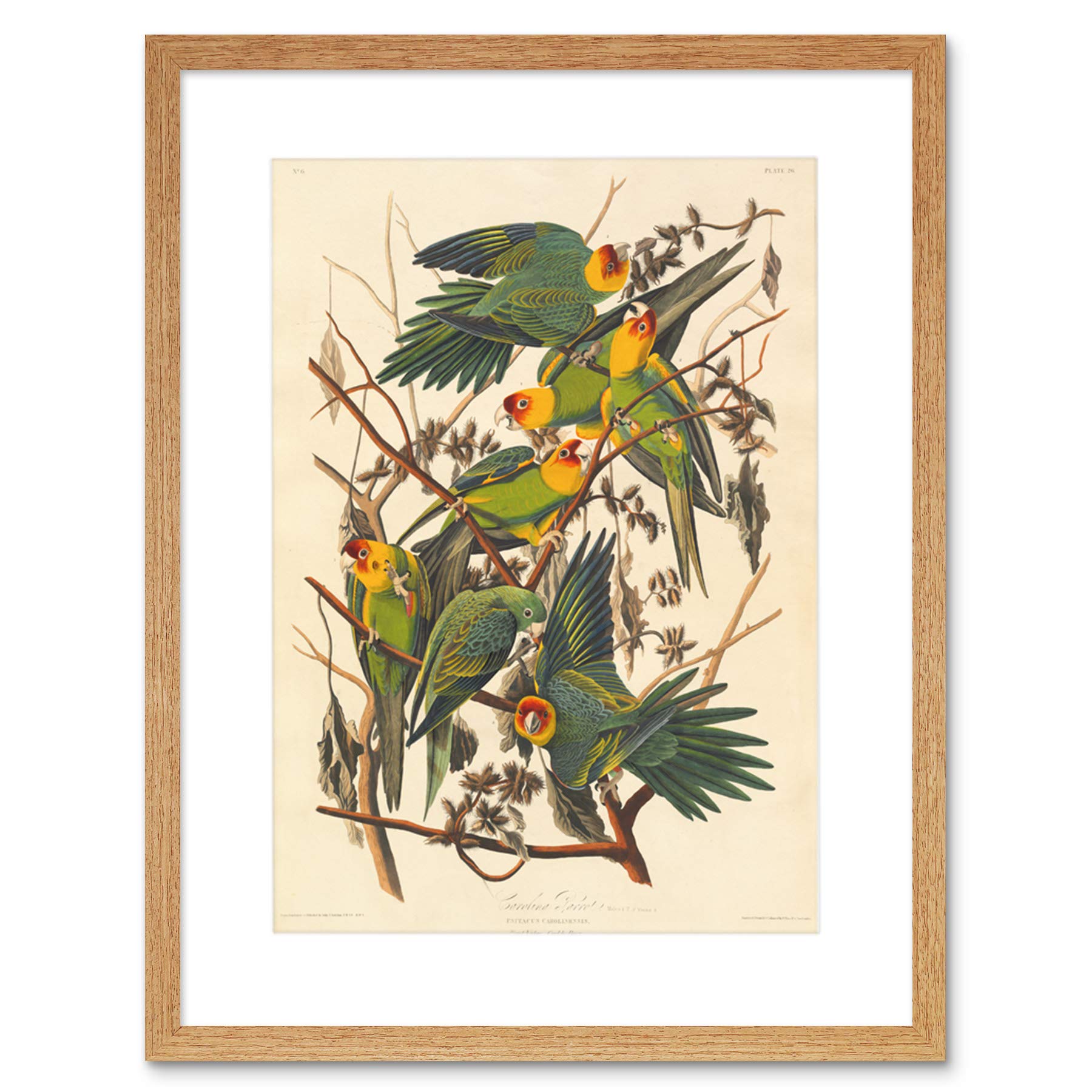 Wee Blue Coo Painting Bird Audubon Carolina Parrot Framed Wall Art Print