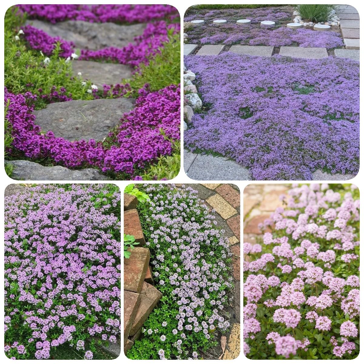 Semi Di Timo Strisciante Rosso - Pianta Coprisuolo Perenne, Non-OGM, Per Giardino E Balcone - Foto 5