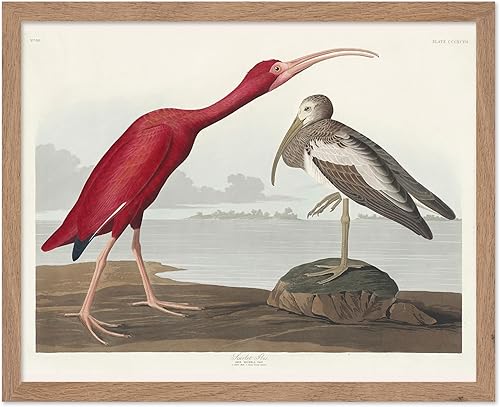 Miniatura 118 de Poster Master Póster vintage de colibríes, impresión de formas de arte retro en la naturaleza, arte de pájaros, regalo para él, ella y amante de los