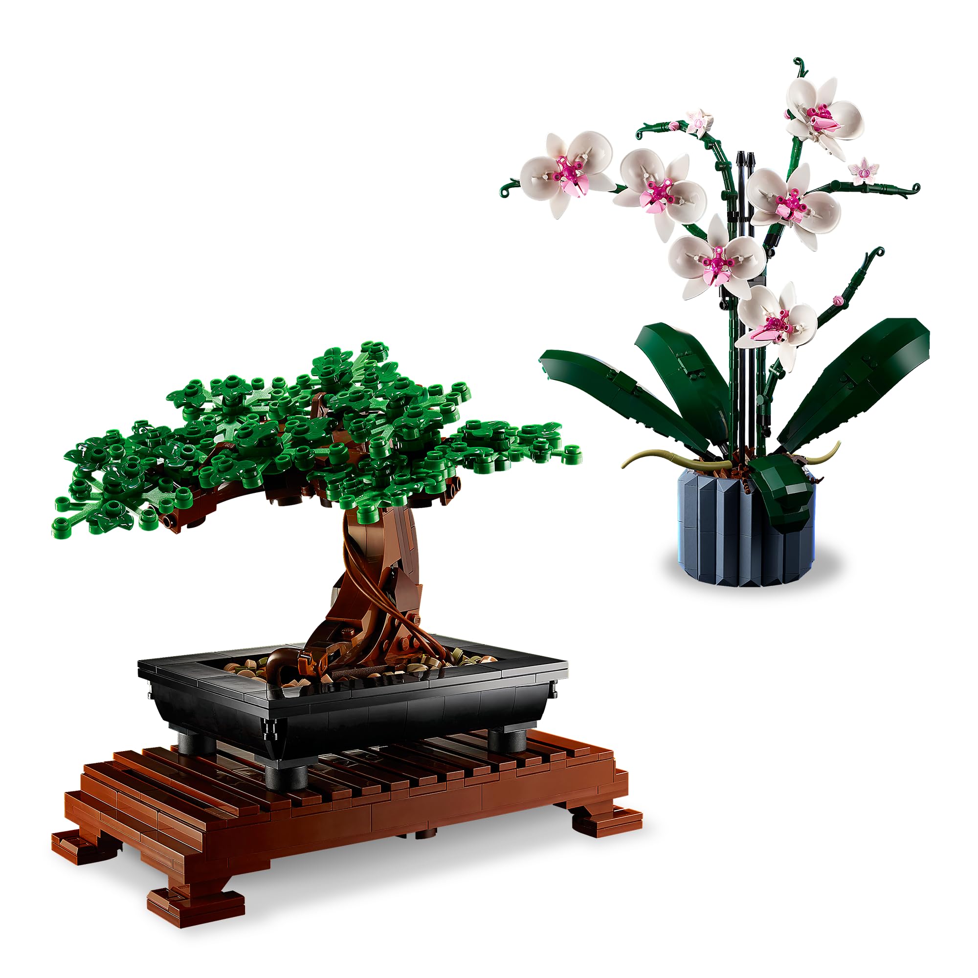 bonsai blätter Plectranthus ernstii ('Bonsai Minze') main image 1