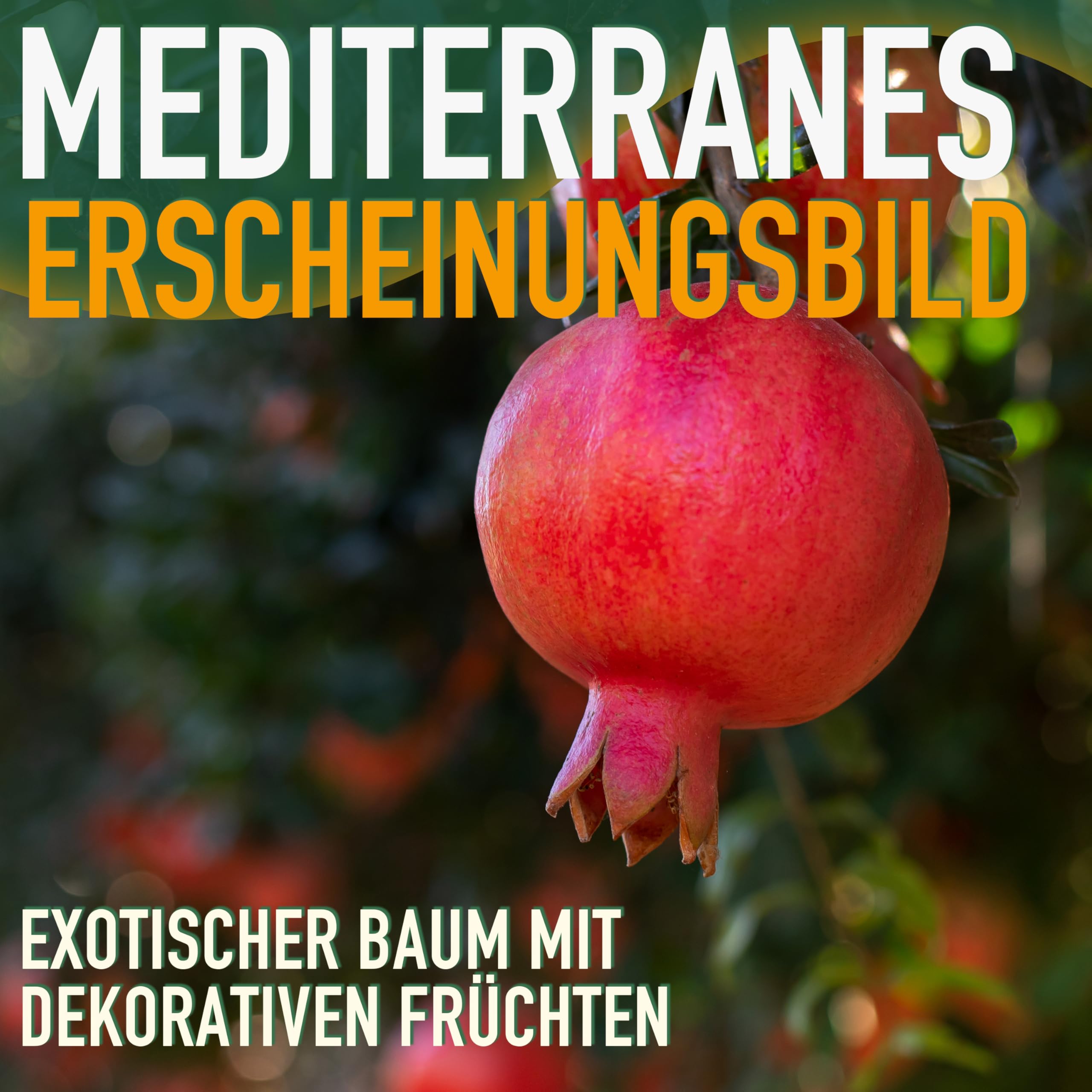 Granatapfelbaum Punica Granatum | Winterhart 160cm | Obstbaum Mit Roten Früchten